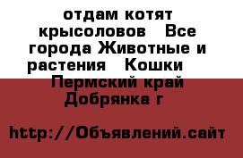 отдам котят крысоловов - Все города Животные и растения » Кошки   . Пермский край,Добрянка г.